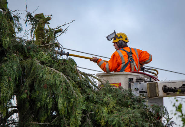 Best Hedge Trimming  in Passaic, NJ