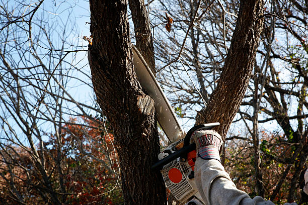 Best Emergency Tree Removal  in Passaic, NJ