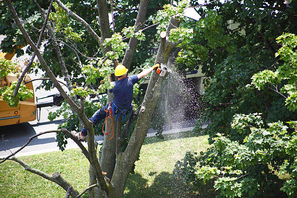 Best Tree Risk Assessment  in Passaic, NJ