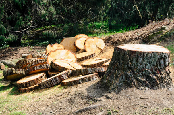 Best Firewood Processing and Delivery  in Passaic, NJ